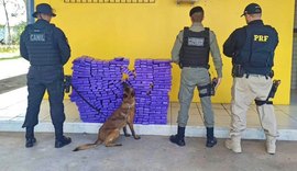 Operação conjunta resulta na apreensão de aproximandente 194 kg de maconha, em São Sebastião