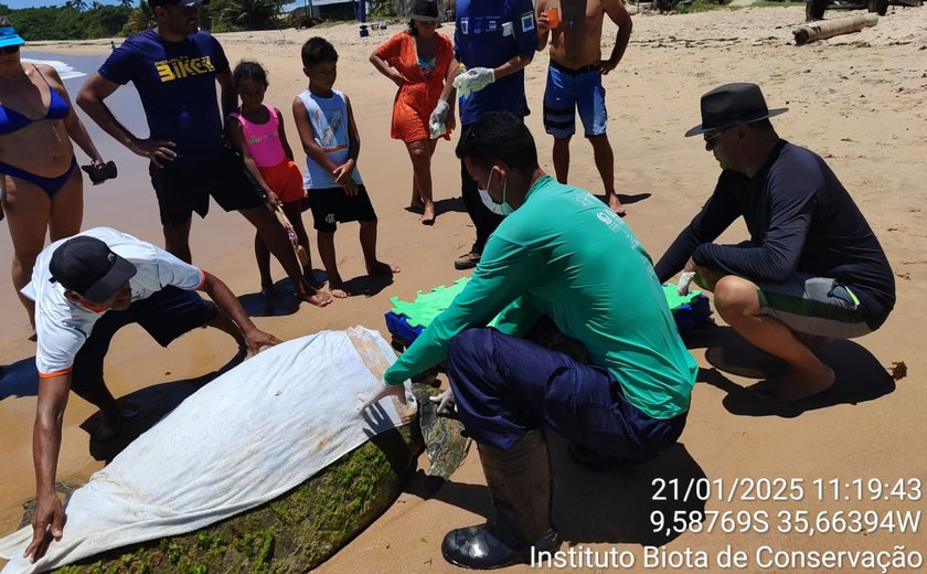 Tartaruga marinha encalha na praia de Garça Torta, no Litoral Norte de Maceió