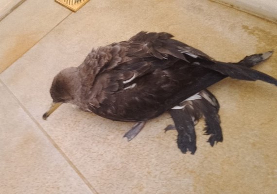 Biota solicita que população não toque e nem leve para casa aves-marinhas encontadas encalhadas