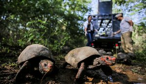 FPI do São Francisco devolve aves e jabutis resgatados para a caatinga no Sertão de AL