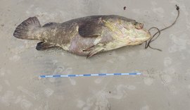 Peixe ameaçado de extinção é resgatado por equipes do ICMbio, Biota e Projetos Meros do Brasil