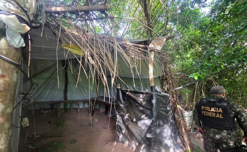 Polícia Federal e PM de Alagoas destroem 2,8 mil pés de maconha