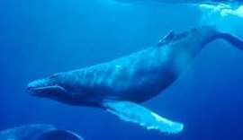 Jogo da ‘baleia azul’ pode ter causado morte de jovem no Benedito Bentes
