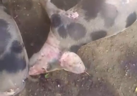 Mistério na morte de porcos em São Brás