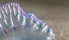 Criança fica com diversas queimaduras no corpo ao ter contato com caravela na Praia do Francês