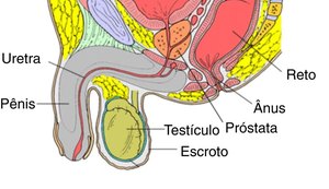 Alagoas tem 890 novos casos de câncer de próstata