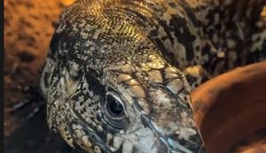 Manejo de animais exóticos exige técnica para evitar estresse, lesões e complicações