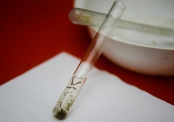 Combate à zika e ao Aedes aegypti terá R$ 23 milhões do BNDES