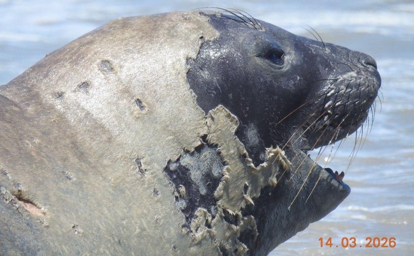 Banhistas devem manter distância de elefante-marinho que chegou à praia de Maceió