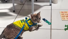 Gato desaparecido em Arapiraca é encontrado a mais de 600 km de casa, no Rio Grande do Norte