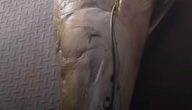 Pescador fisga pirarucu de 77 quilos em açude de Rio Largo e impressiona pelo tamanho