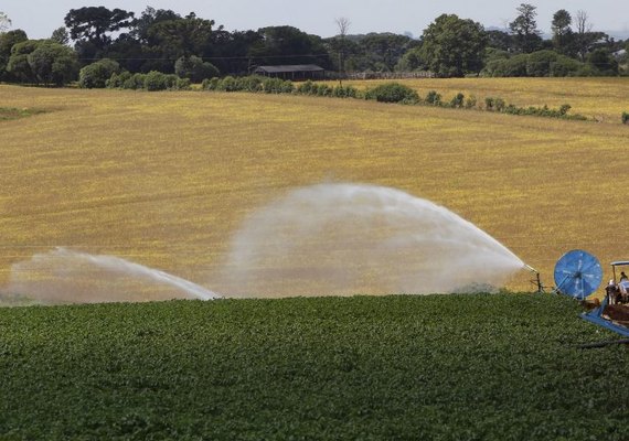 Startup de alimentos valoriza mais de 100 pequenos e médios produtores rurais