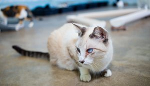 Feira de adoção de animais volta ao Jaraguá neste sábado, 17