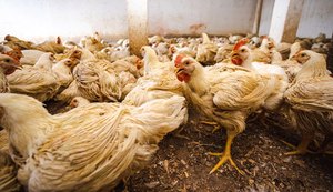 FPI interdita abate clandestino de aves em Canapi, Sertão alagoano
