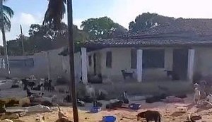 Quatro cães morrem após explosão de artefatos