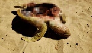 Tartaruga verde é encontrada morta em Jacarecica