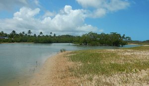 Técnicos constatam desaparecimento de águas-vivas no estuário do Rio Meirim