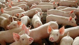 Arapiraca convoca criadores para a campanha de vacinação contra a peste suína clássica