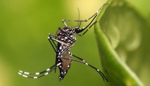Cuidados contra a dengue devem ser reforçados no carnaval