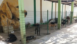 Neafa já atendeu mais de 26 mil animais de 2015 até outubro de 2017