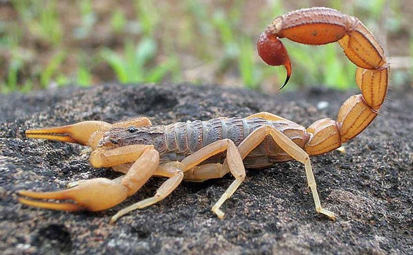 Nas cidades, verão é época mais propícia para o aparecimento de escorpiões