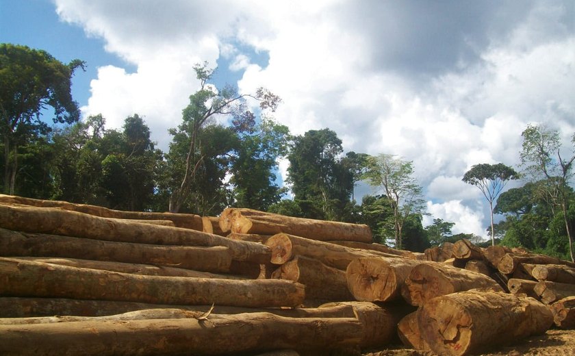 Mais da metade da exploração ilegal de madeira em Roraima ocorre em assentamentos rurais