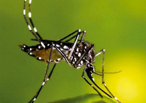 Alagoas registra duas mortes por dengue