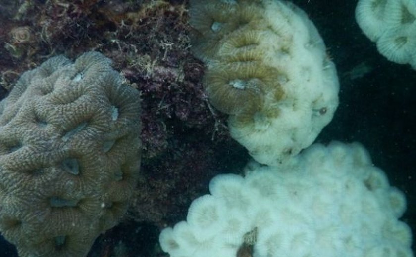 Instituto do Meio Ambiente identifica branqueamento de corais na Piscina do Amor