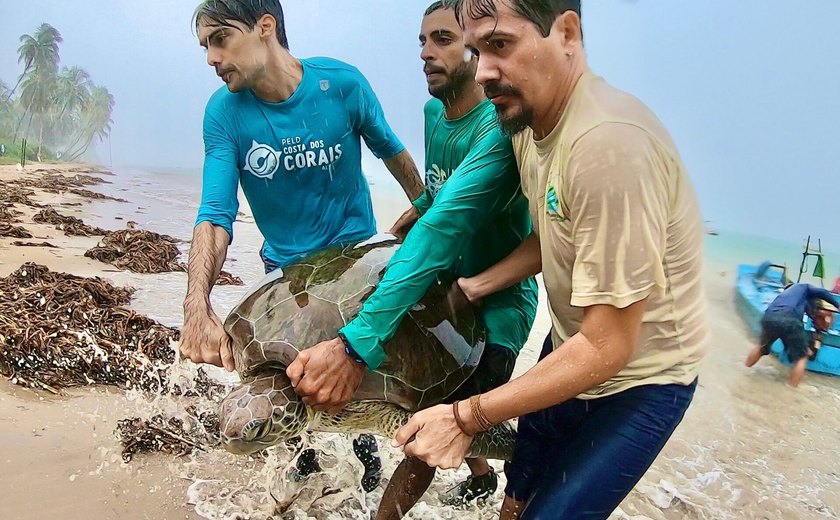 Tartarugas marinhas serão monitoradas com transmissores via satélite em Alagoas