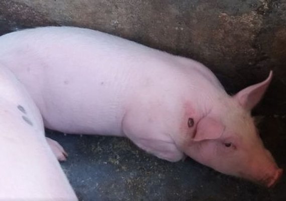 Adeal proíbe trânsito de suínos em Alagoas por tempo indeterminado