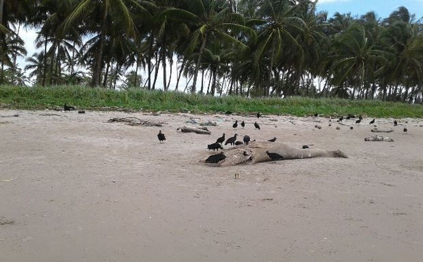 Vinte e um mamíferos marinhos encalharam em Alagoas neste ano