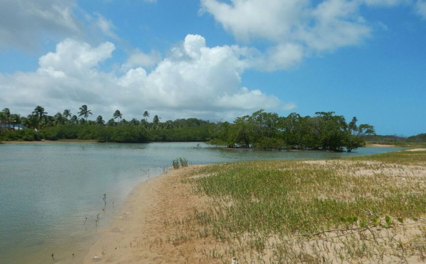 Técnicos constatam desaparecimento de águas-vivas no estuário do Rio Meirim