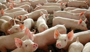 Arapiraca convoca criadores para a campanha de vacinação contra a peste suína clássica