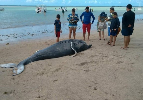 Baleia morta e tartaruga ferida são encontradas em praias de Alagoas