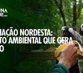 Associação Nordesta: preservação ambiental que transforma o futuro