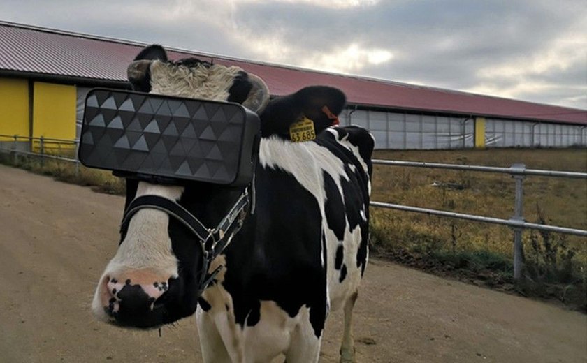 Fazendeiros russos testam realidade virtual em vacas