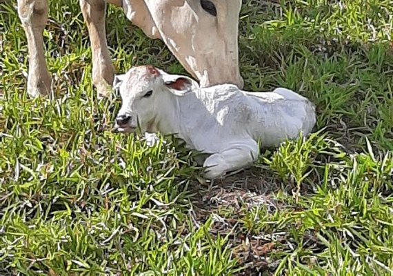 Fazenda com quatro mil cabeças de gado inova ao substituir cana de açúcar pela pecuária