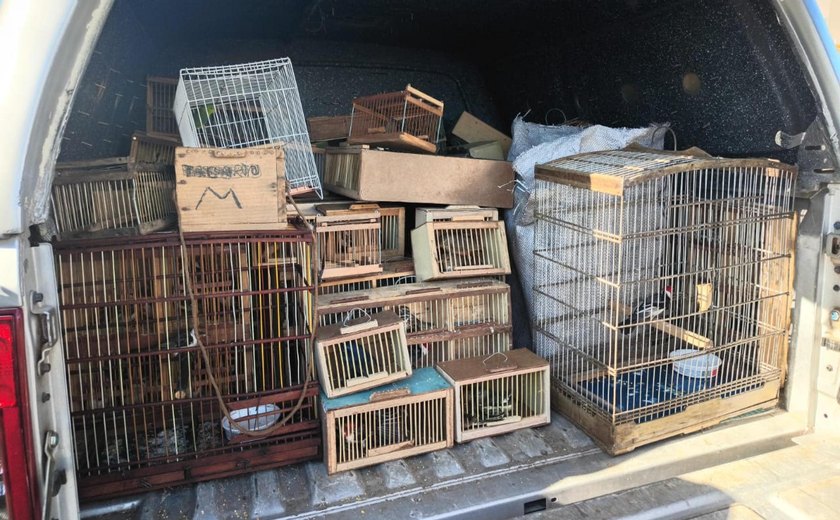 Protetor dos Biomas: PM apreende 442 animais silvestres em Alagoas