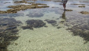 Egresso da Ufal publica artigo sobre 10 espécies novas de esponjas marinhas