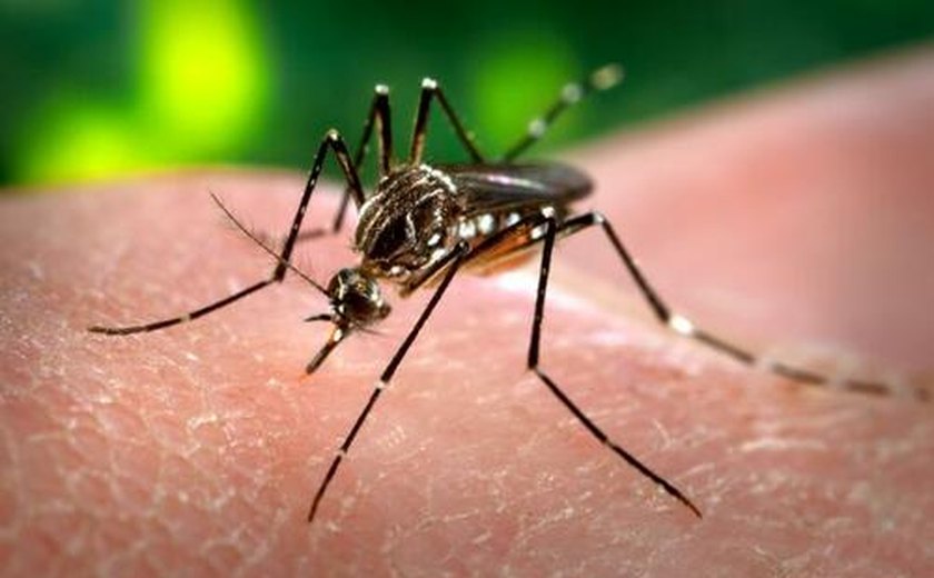 Cresce o número de casos de infestação do Aedes aegypti em Maceió