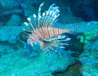 Ação com a Ufal promove manejo seguro do peixe-leão nos recifes de Alagoas