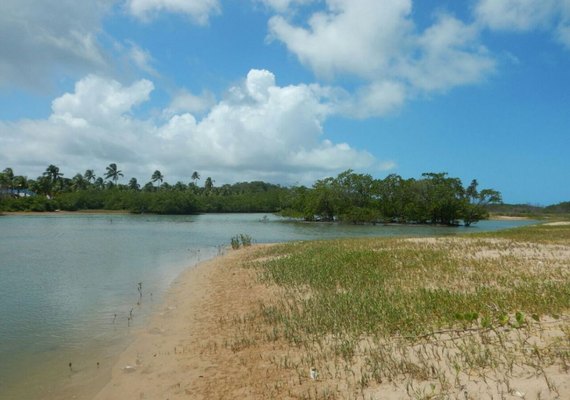 Técnicos constatam desaparecimento de águas-vivas no estuário do Rio Meirim