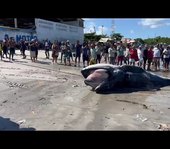 Filhote de Baleia-Jubarte encalha próximo ao Porto