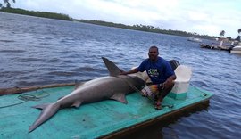 Tubarão cabeça chata é capturado e morto na Lagoa Mundaú