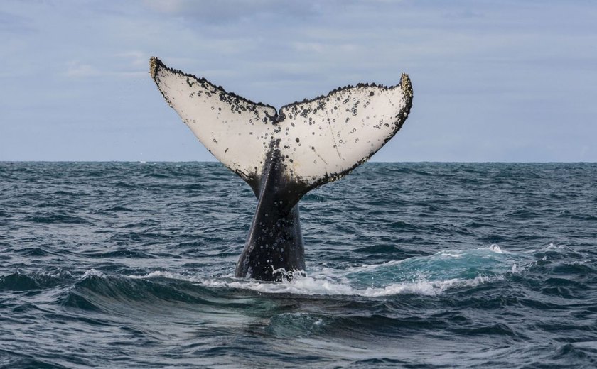 Baleia Jubarte aparece no mar de Maragogi