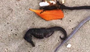 Espécies marinhas são novamente encontradas mortas na Barra Nova