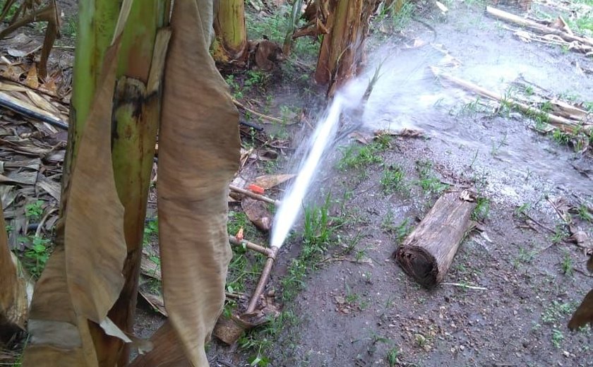 Operação da Casal flagra furto de água para irrigar bananeiras no interior