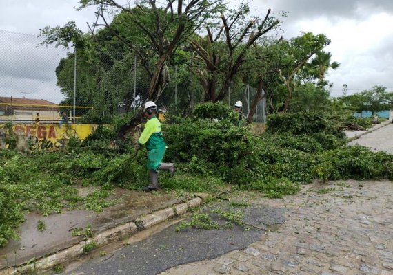Prefeitura de Maceió orienta como solicitar poda de árvore de forma gratuita