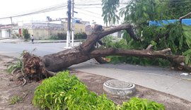 Árvore cai bloqueando trânsito na principal do Murilópolis