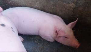 Adeal proíbe trânsito de suínos em Alagoas por tempo indeterminado